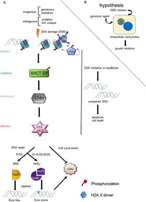 Emerging Therapeutic Targets Against Toxoplasma gondii: Update on DNA Repair Response Inhibitors and Genotoxic Drugs